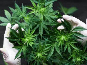 cannabis laws pittsburgh