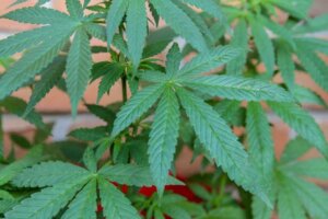 marijuana - cannabis - reform - pennsylvania - federal